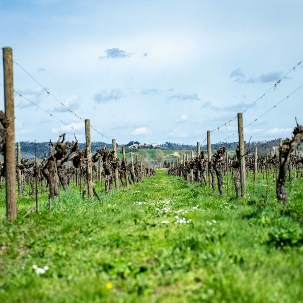 Vineyard at Cantina Villa Cosmiana with pruned vines and a distant view of the hills